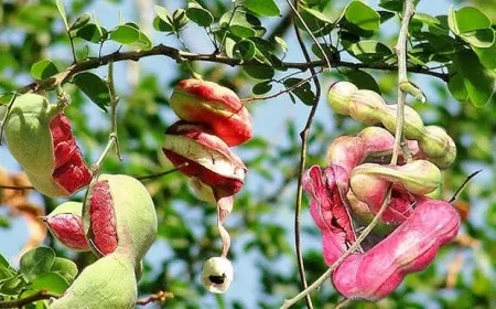 Ôi nhớ sao những chùm me nước tuổi thơ! Tạp bút Lê Tấn Thời