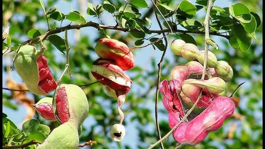 Ôi nhớ sao những chùm me nước tuổi thơ! Tạp bút Lê Tấn Thời